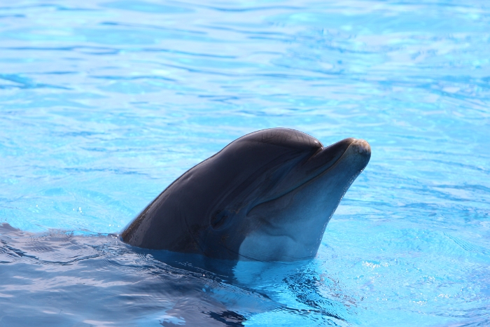 Marineland - Dauphins - 006